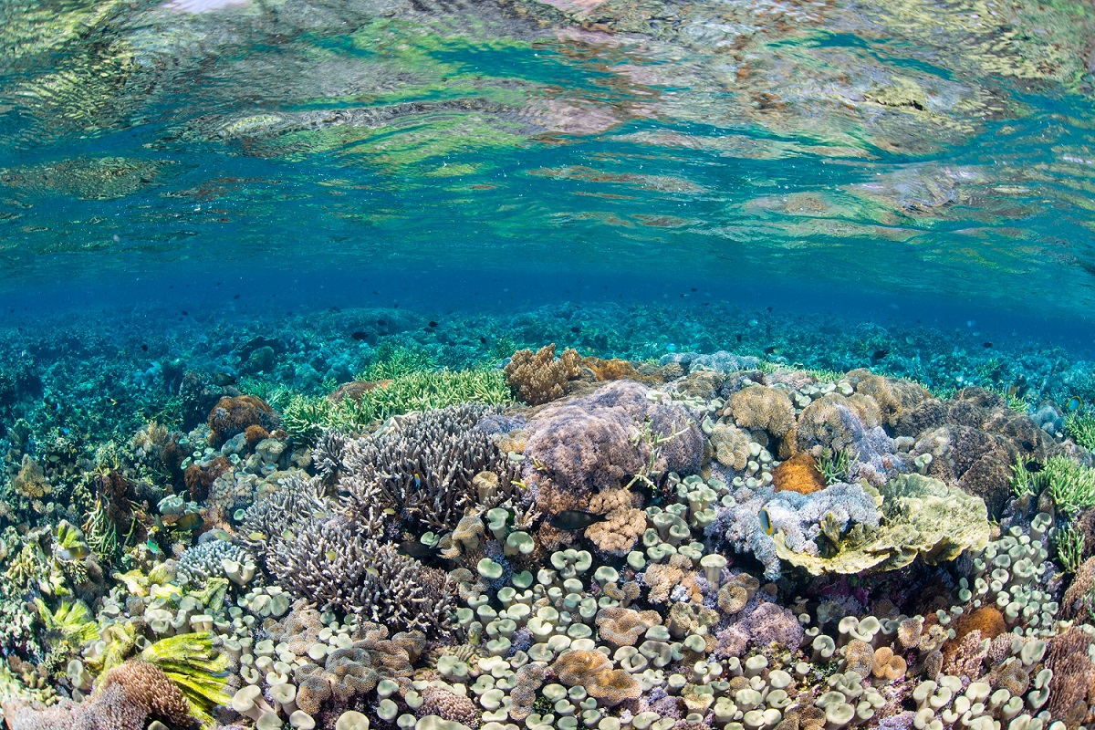 Coral Reef Wakatobi