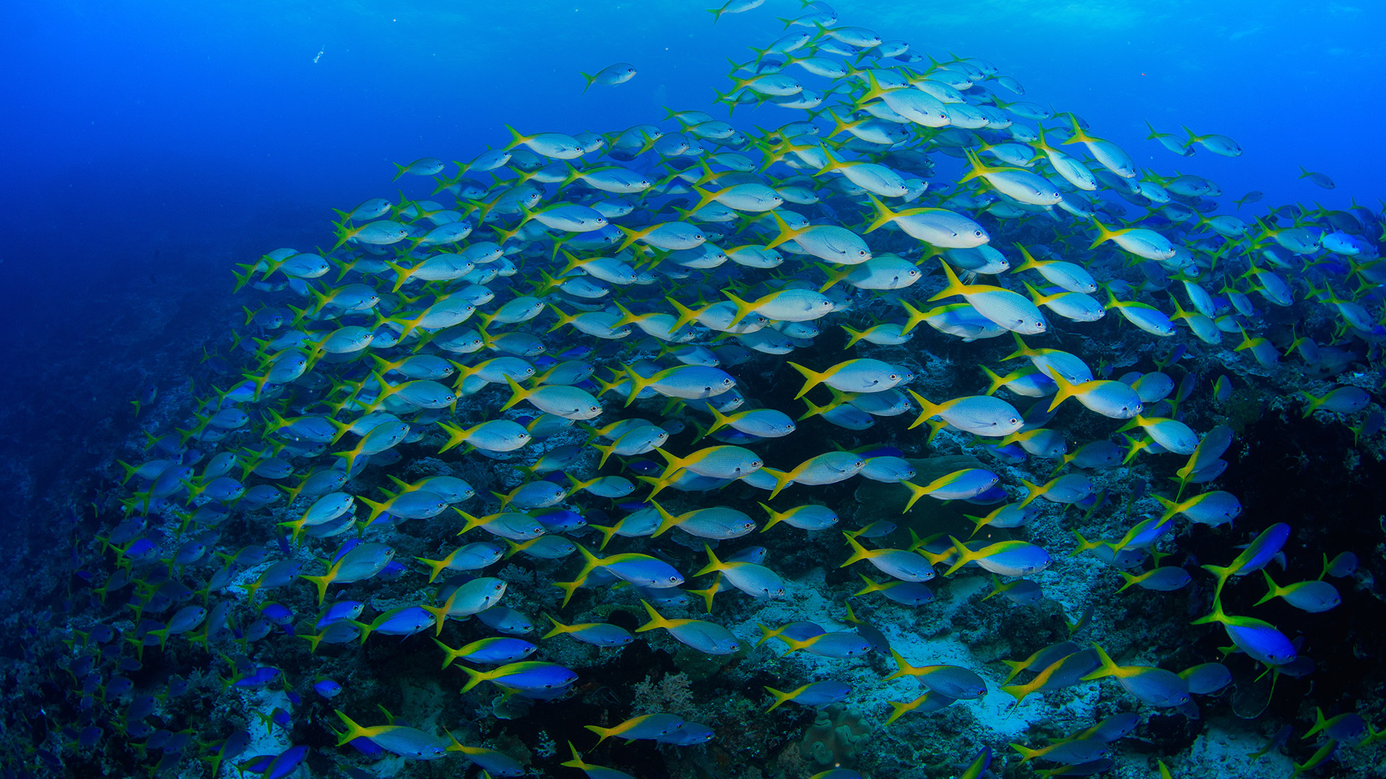 School of blue fish