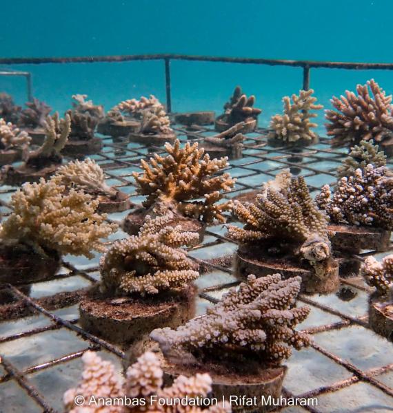 Anambas Foundation - Coral Transplantation
