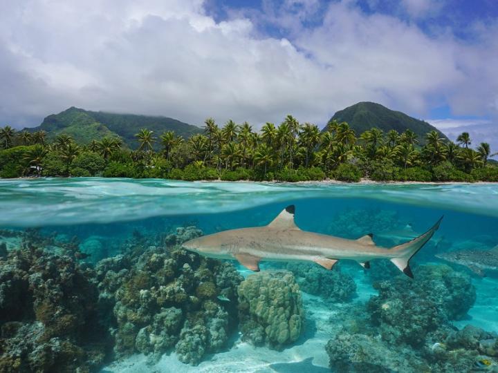 Reef Shark